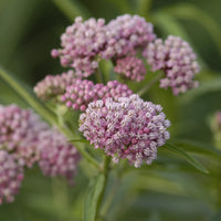 ASCLEPIAS INCARNATA - CINDERELLA