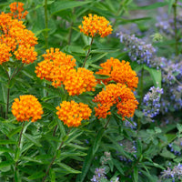 ASCLEPIAS TUBEROSA - GAY BUTTERFLIES