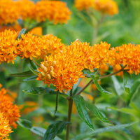 ASCLEPIAS TUBEROSA - GAY BUTTERFLIES