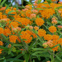 ASCLEPIAS TUBEROSA - GAY BUTTERFLIES