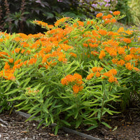 ASCLEPIAS TUBEROSA - GAY BUTTERFLIES