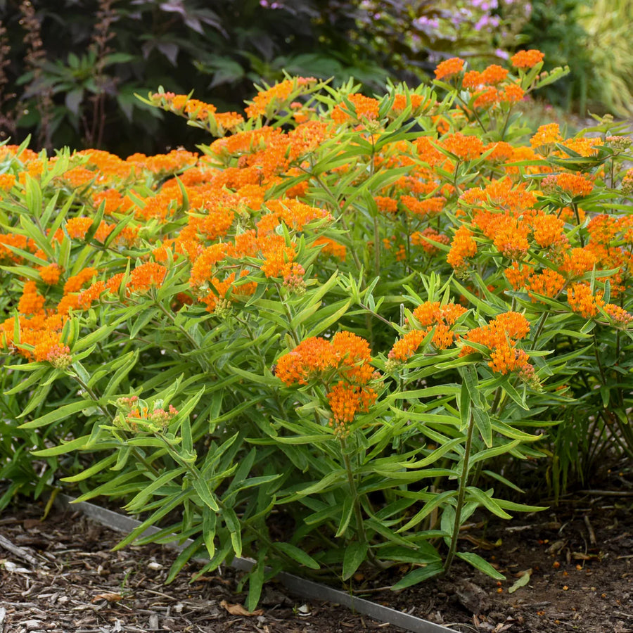 ASCLEPIAS TUBEROSA - GAY BUTTERFLIES