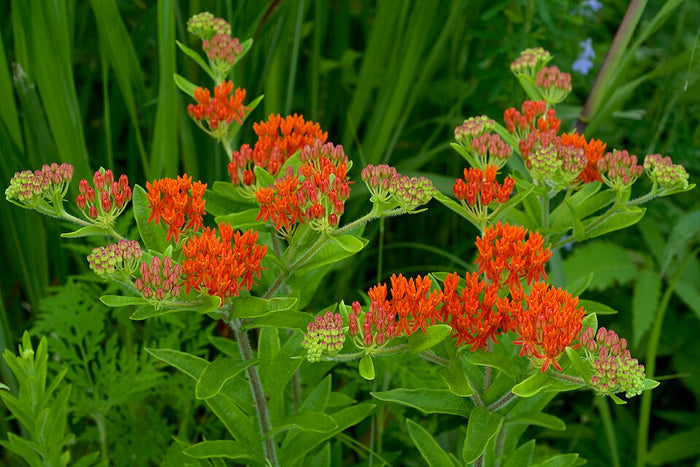 ASCLEPIAS TUBEROSA