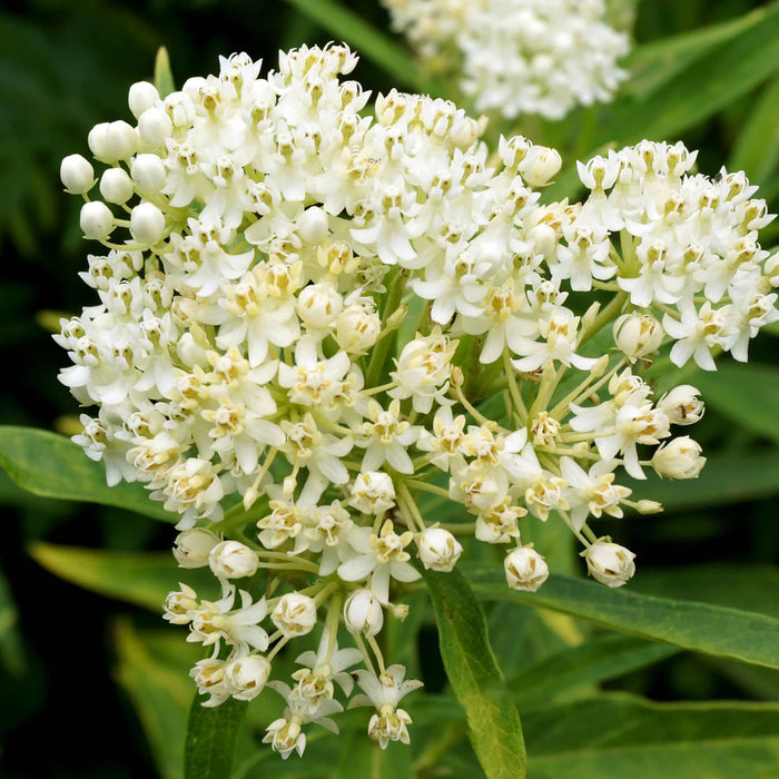 ASCLEPIAS INCARNATA - ICE BALLET