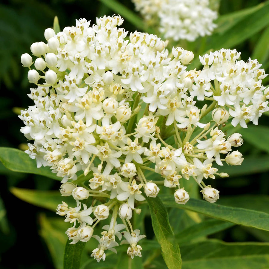 ASCLEPIAS INCARNATA - ICE BALLET