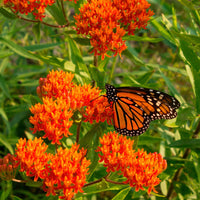 ASCLEPIAS TUBEROSA - GAY BUTTERFLIES