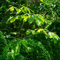 ASIMINA TRILOBA BIOLOGIQUE
