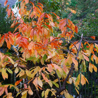 ASIMINA TRILOBA BIOLOGIQUE