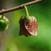 ASIMINA TRILOBA BIOLOGIQUE
