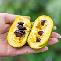 ASIMINA TRILOBA BIOLOGIQUE