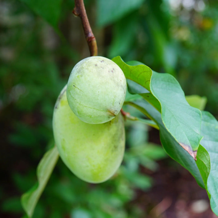 ASIMINA TRILOBA BIOLOGIQUE