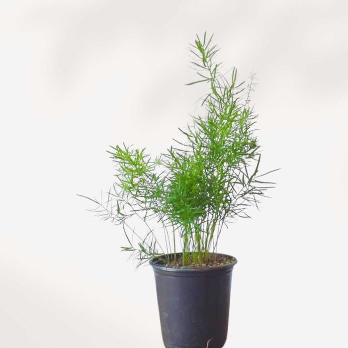 ASPARAGUS FERN DENSIFLORUS