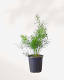 ASPARAGUS FERN DENSIFLORUS