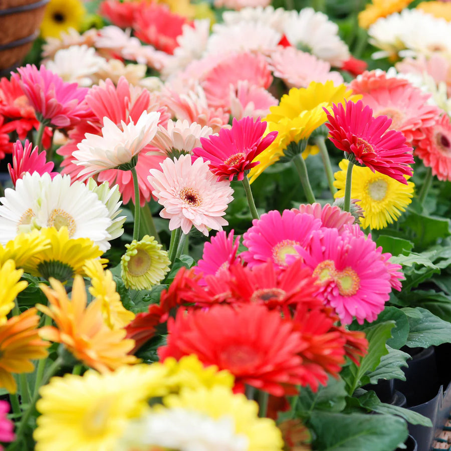 GERBERA JAMESONII SELECTION