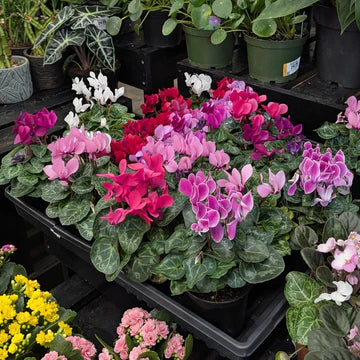ASSORTED CYCLAMEN