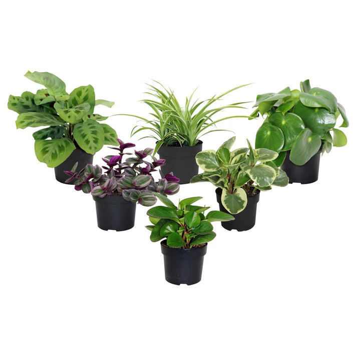 ASSORTED TROPICAL PREMIUM