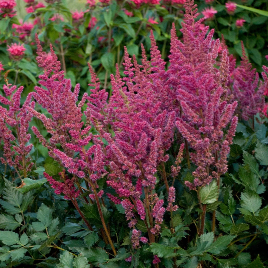 ASTILBE CHINENSIS - VISION IN RED