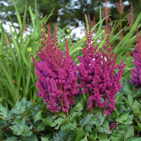 ASTILBE CHINENSIS - VISION IN RED