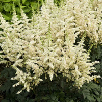 ASTILBE CHINENSIS - VISION IN WHITE