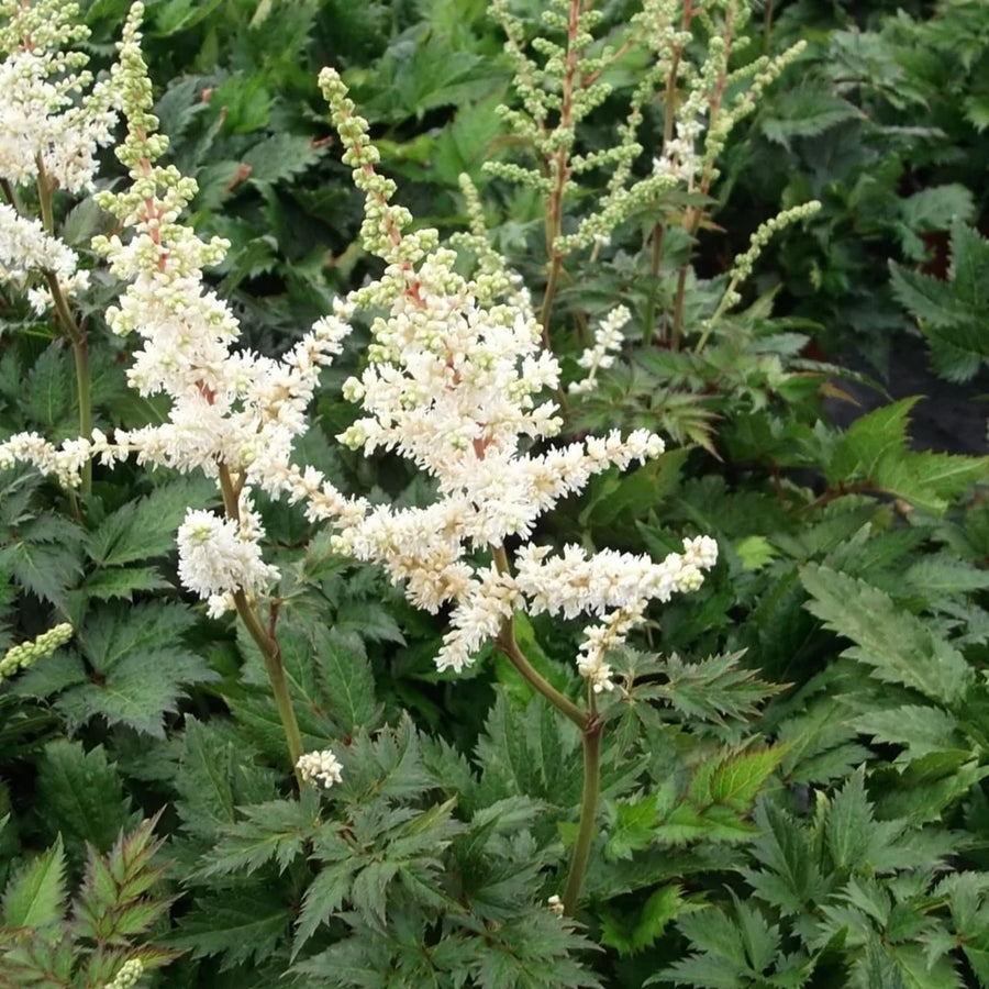ASTILBE CHINENSIS - VISION IN WHITE