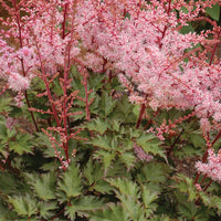 ASTILBE JAPONICA - DELFT LACE