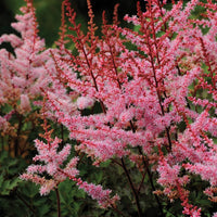 ASTILBE JAPONICA - DELFT LACE