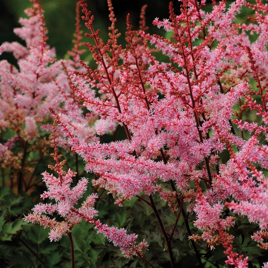 ASTILBE JAPONICA - DELFT LACE