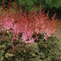 ASTILBE JAPONICA - DELFT LACE