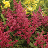ASTILBE JAPONICA - RED SENTINEL