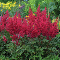ASTILBE JAPONICA - RED SENTINEL