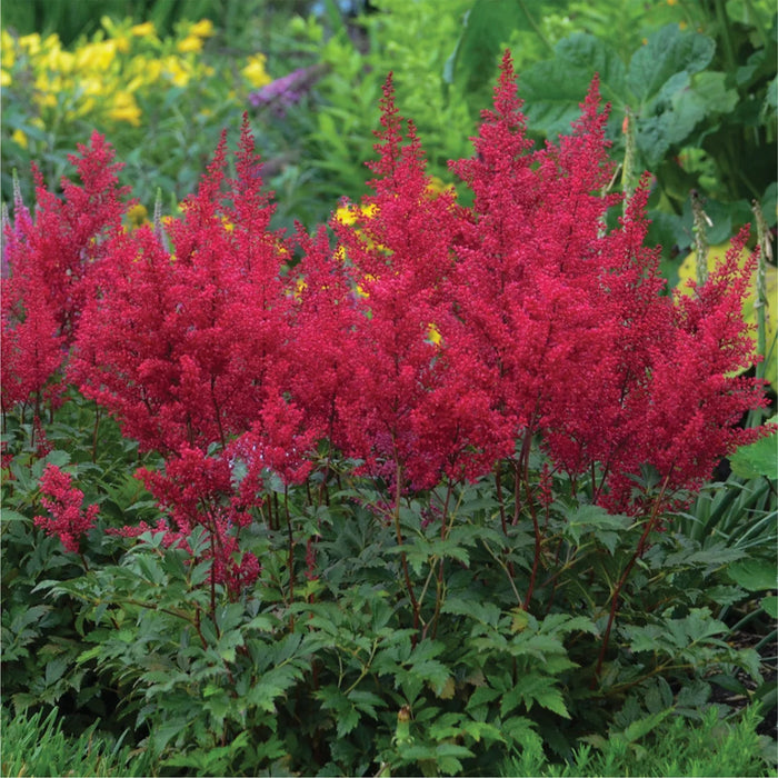 ASTILBE JAPONICA - RED SENTINEL