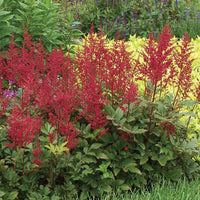 ASTILBE JAPONICA - RED SENTINEL