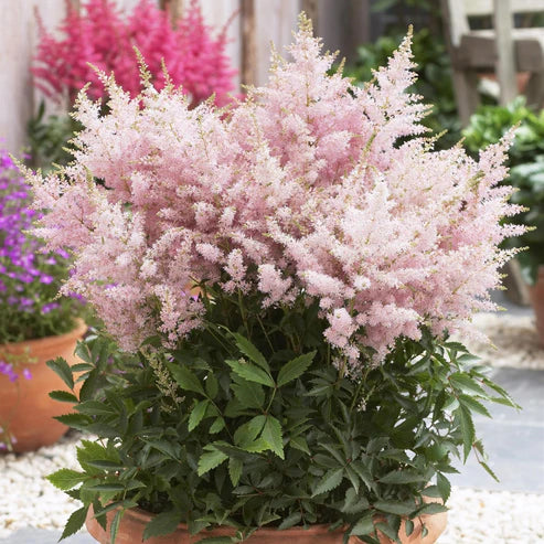 ASTILBE YOUNIQUE SILVERY PINK
