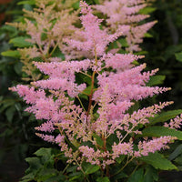 ASTILBE YOUNIQUE SILVERY PINK
