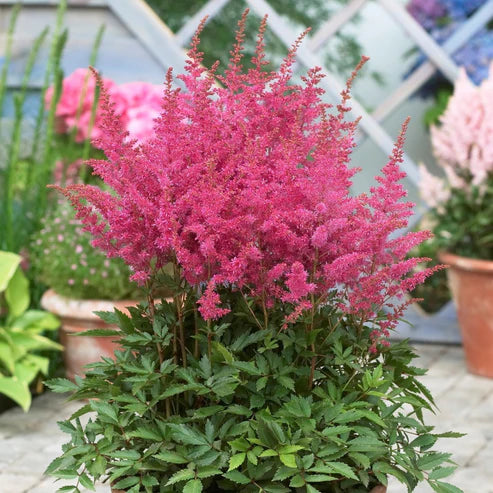 ASTILBE YOUNIQUE LILAC