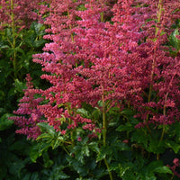 ASTILBE YOUNIQUE CARMINE