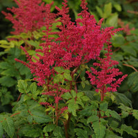 ASTILBE YOUNIQUE CARMINE