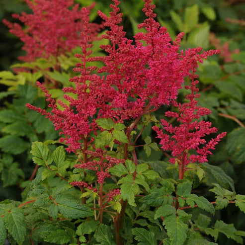 ASTILBE YOUNIQUE CARMINE
