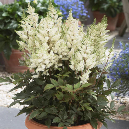 ASTILBE YOUNIQUE WHITE