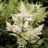 ASTILBE YOUNIQUE WHITE