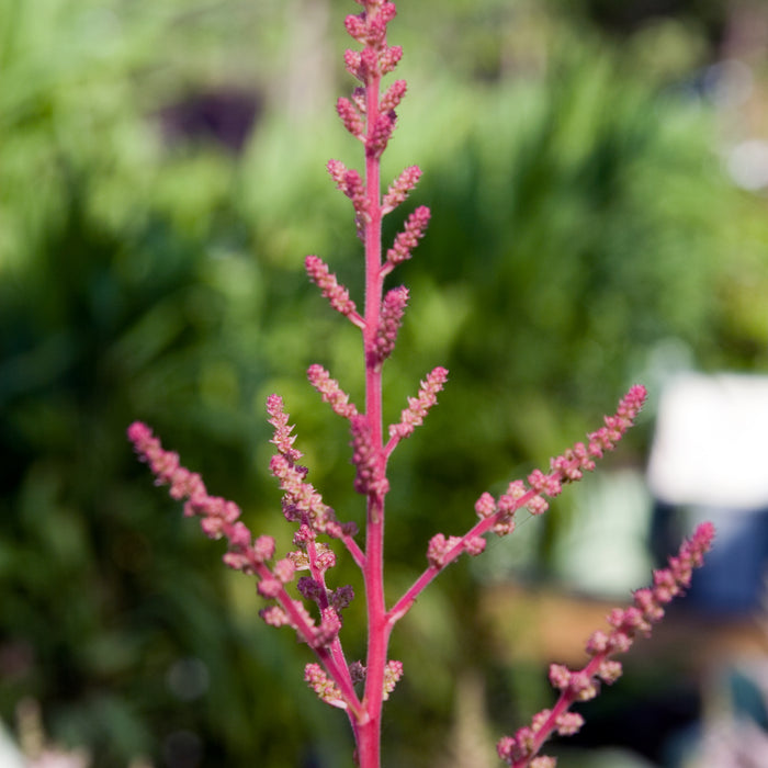 ASTILBE X ARENDSII - CATTLEYA