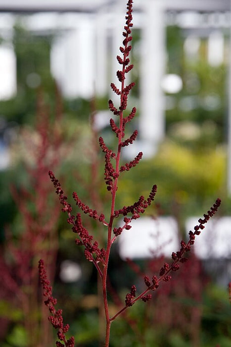 ASTILBE X ARENDSII - GLOW