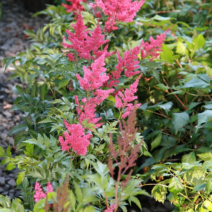 ASTILBE X ARENDSII - RADIUS