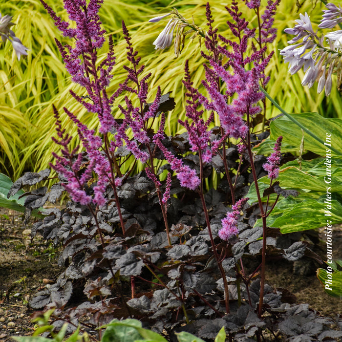 ASTILBE - DARK SIDE OF THE MOON