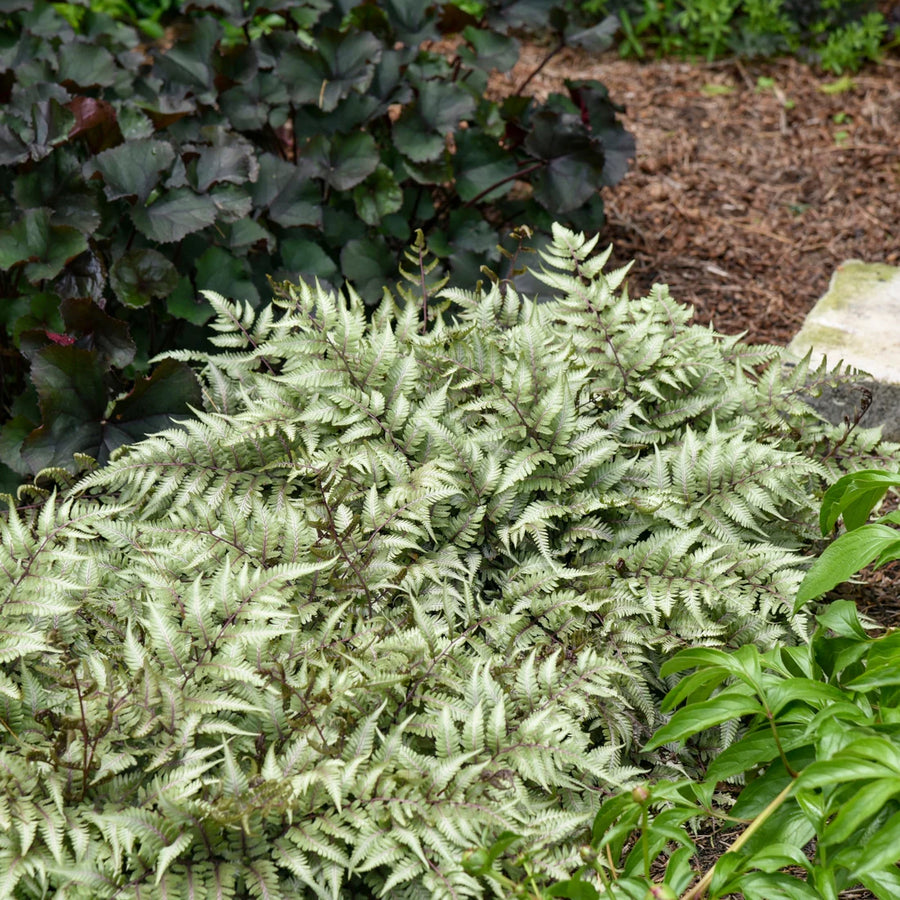 ATHYRIUM NIPPONICUM - GODZILLA