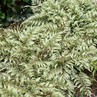 ATHYRIUM NIPPONICUM - GODZILLA