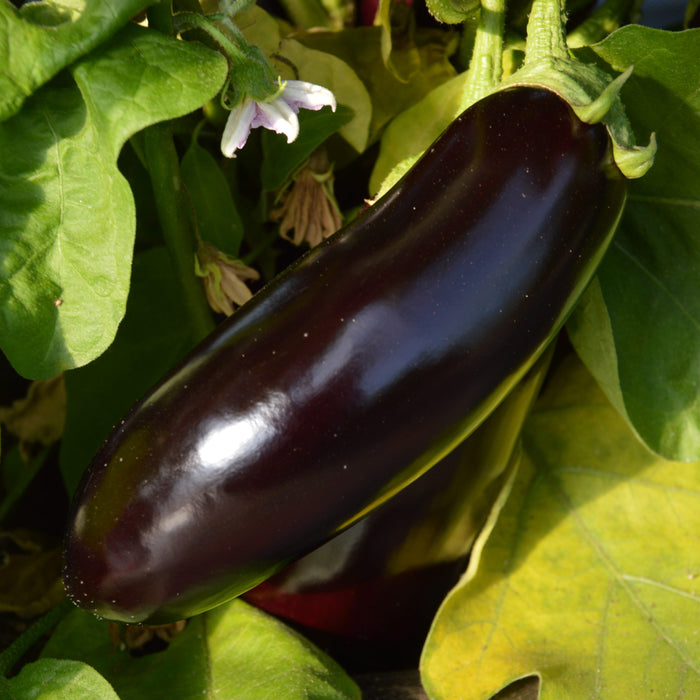 SEMENCES BIOLOGIQUES: AUBERGINE DIAMOND