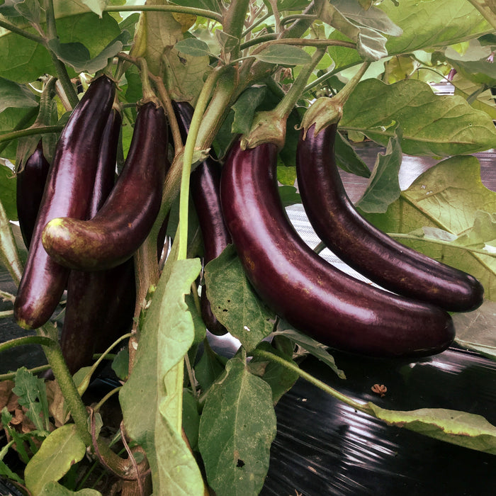 SEMENCES BIOLOGIQUES: AUBERGINE LITTLE FINGER