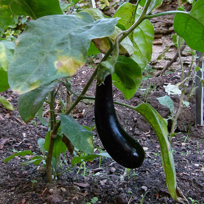 AUBERGINE NOIRE
