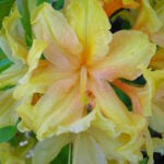 AZALEA DECIDUOUS - GOLDEN LIGHTS